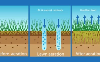 What is Lawn Aeration?