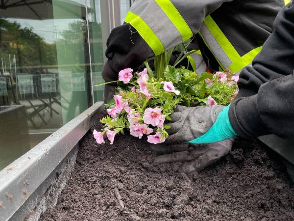 Commercial Gardening Services