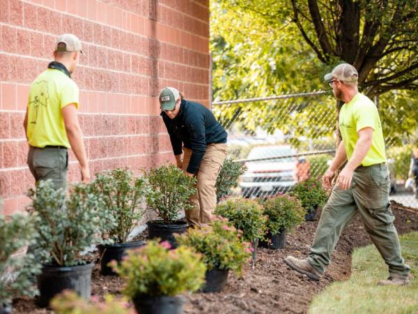 landscaping team planting bushes